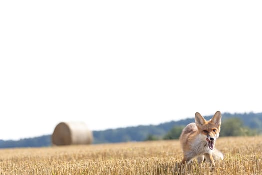 Smiling red fox is posing in the summer yellow field. Horizontally.