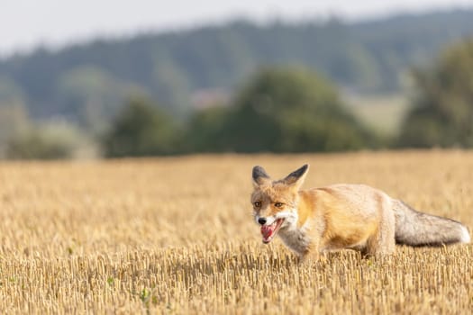 Red fox is running  on a yellow stubble field. Horizontally.
