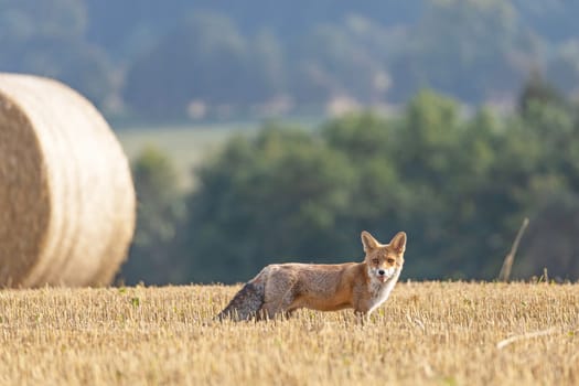 Portrait of a young fox on a field in a yellow stubble. Horizontally.