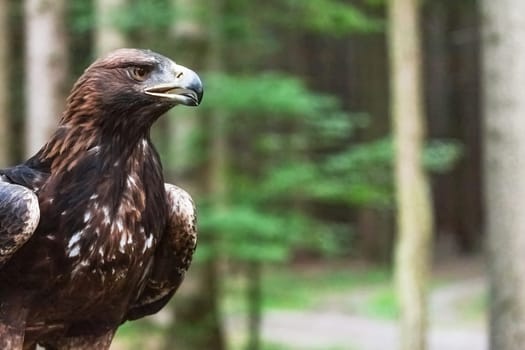 Closeup view of the Golden eagle posing in the forest. (Aquila chrysaetos.)