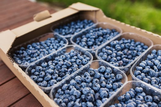 Box, crate or container with collected fresh blueberries. Berries agriculture business. Farmer cultivating and harvesting blueberry. Horticulture industry. Healthy eating concept. Blurred background