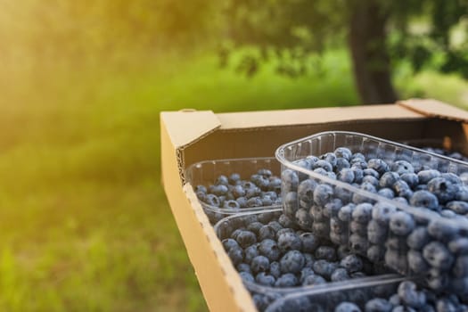 Box, crate or container with collected fresh blueberries. Berries agriculture business. Farmer cultivating and harvesting blueberry. Horticulture industry. Healthy eating concept. Blurred background