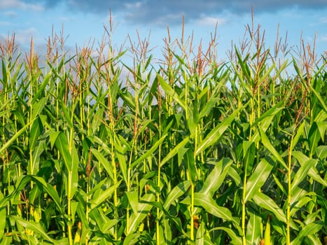 Frontal semi-close view of the upper corn plant parts at the edge of a corn field against a cloudy blue sky.
