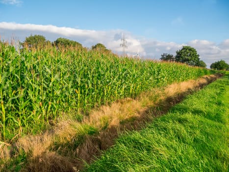 Perspective view of the upper corn plant parts at the edge of a corn field against a cloudy blue sky.