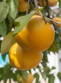 Grapefruit backyard tree fruits at Jerte Valley cottage. Navaconcejo, Caceres, Extremadura, Spain