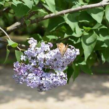 Butterfly rash on lilac colors. Insect pollinators. Butterfly urticaria.