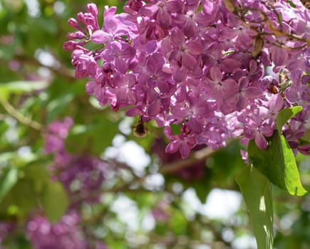 Bombyliidae on lilac. Shaggy fly on lilac colors. insect pollinator.