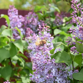 Butterfly rash on lilac colors. Insect pollinators. Butterfly urticaria.