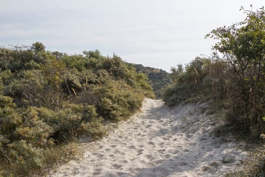 the dunes, Haamstede, Zeeland in the Netherlands