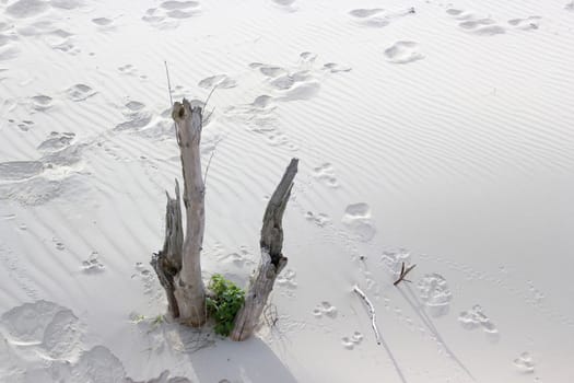 Footprints in the Sand in the Nethelands, Nature pattern background.