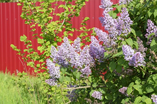 Beautiful purple lilac flowers outdoors. Lilac flowers on the branches