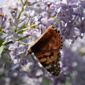 Butterfly rash on lilac colors. Insect pollinators. Butterfly urticaria.