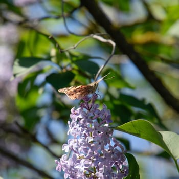 Butterfly rash on lilac colors. Insect pollinators. Butterfly urticaria.