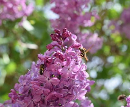 Bee and wasp on lilac. Shaggy fly on lilac colors. insect pollinator