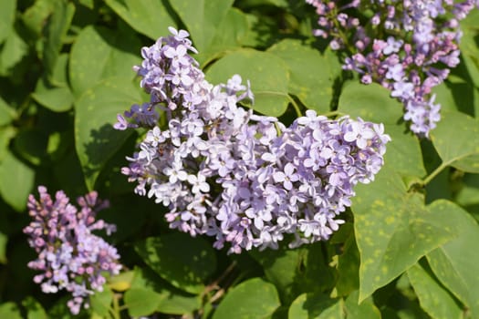 Beautiful purple lilac flowers outdoors. Lilac flowers on the branches
