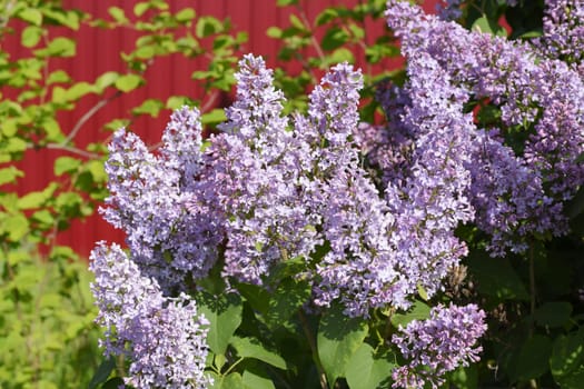 Beautiful purple lilac flowers outdoors. Lilac flowers on the branches
