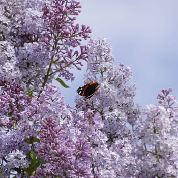 Lilac flowers on the branches of a butterfly admiral. Insect pollinators.
