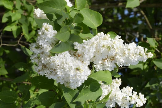 White Lilac. Beautiful purple lilac flowers outdoors. Lilac flowers on the branches