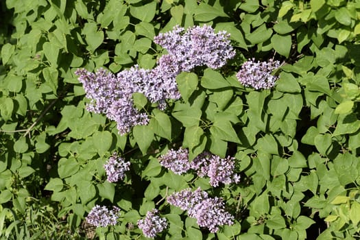 Beautiful purple lilac flowers outdoors. Lilac flowers on the branches