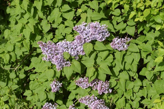 Beautiful purple lilac flowers outdoors. Lilac flowers on the branches
