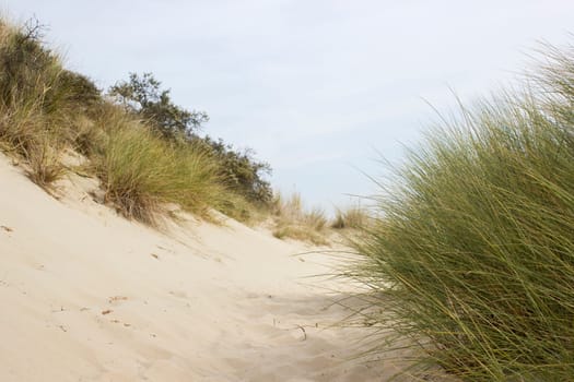 the dunes, Haamstede, Zeeland in the Netherlands