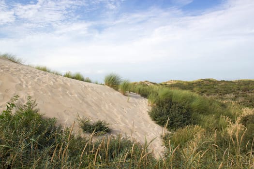 the dunes, Haamstede, Zeeland in the Netherlands