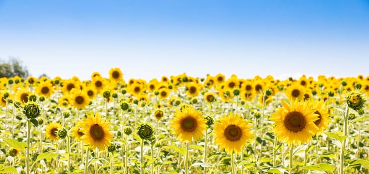 Sunflowers field in Italy. Scenic countryside in Tuscany with deep blue sky.