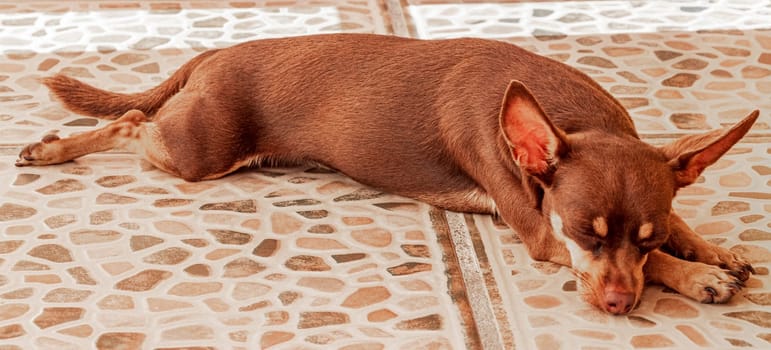 Portrait of a Mexican brown russian toy terrier dog while he is tired and sleeps in Playa del Carmen Mexico.