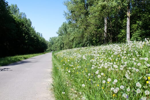 Ordinary dandelion, the dandelion is far more than a weed