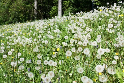 Ordinary dandelion, the dandelion is far more than a weed