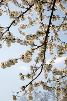 Natural-looking, blue-looking apple tree with trunk in spring for the design of small gardens.