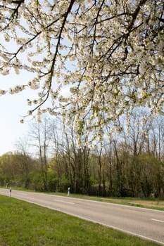 Natural-looking, blue-looking apple tree with trunk in spring for the design of small gardens.