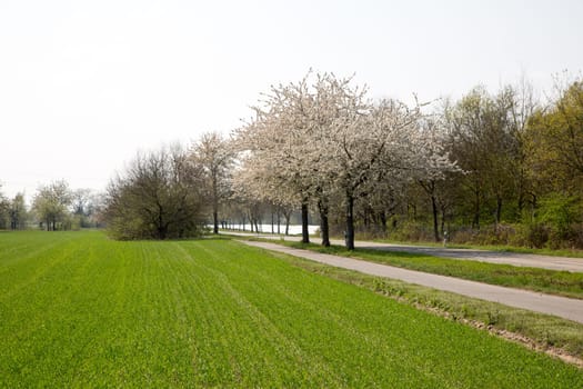 Natural-looking, blue-looking apple tree with trunk in spring for the design of small gardens.