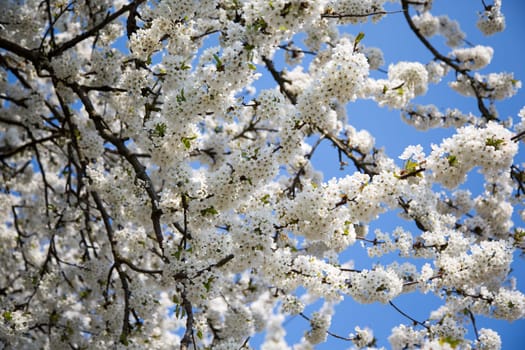 Natural-looking, blue-looking apple tree with trunk in spring for the design of small gardens.
