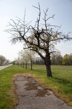 Natural-looking, blue-looking apple tree with trunk in spring for the design of small gardens.