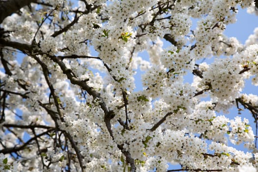 Natural-looking, blue-looking apple tree with trunk in spring for the design of small gardens.