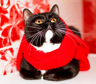 Beautiful Scottish bicolor cat close-up in a red scarf, winter, theme cats, kittens and cats in the house, pets their photos and their life