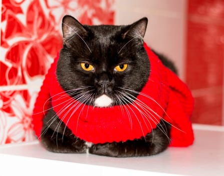 Beautiful Scottish bicolor cat close-up in a red scarf on a red background, winter, theme cats, kittens and cats in the house, pets their photos and their life