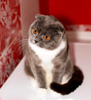 Scottish fold cat sits and looks, the look of the eyes, the theme of cats, kittens and cats in the house, beautiful pets, their photos and their life