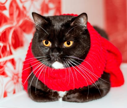 Beautiful British Scottish bicolor cat close-up in a red scarf on a red background, winter is cold, theme cats, kittens and cats in the house, pets their photos and their life