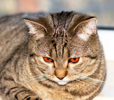 Scottish cat tabby face close-up, eye view, theme cats, kittens and cats in the house, beautiful pets their photos and their life