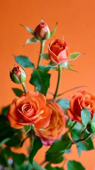 Close-up of a rose bush flower on an orange background. Gift for a woman, mother, grandmother, wife on March 8, Women's Day, Mother's Day, birthday, Valentine's Day