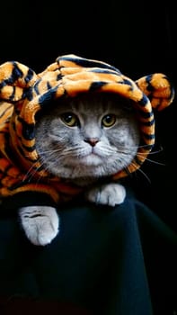 Pet British, Scottish Straight cat in a tiger costume lies on an isolated black background with glasses. Cool animal 2022