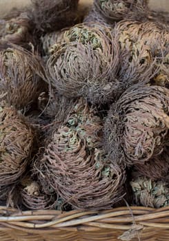 Dried rose of Jericho Selaginella lepidophylla. Used as natural vegetable hygrometer