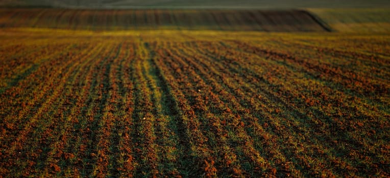 Agricultural field with young crops in lines at sunset