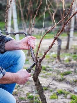 Close-up of a winegrower hand. Prune the vineyard with professional steel scissors. Traditional agriculture. Winter pruning, Guyot method.