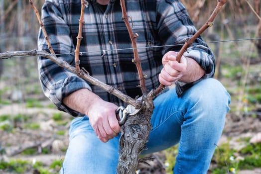 Close-up of a winegrower hand. Prune the vineyard with professional steel scissors. Traditional agriculture. Winter pruning, Guyot method.