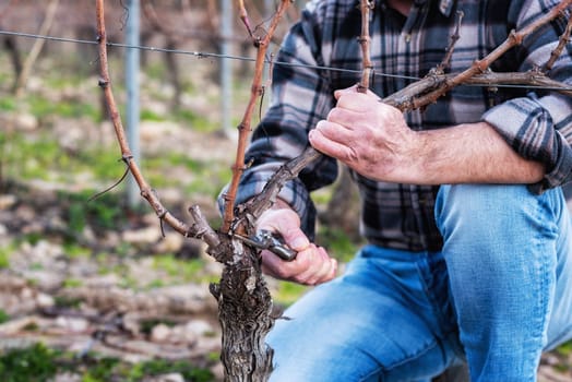 Close-up of a winegrower hand. Prune the vineyard with professional steel scissors. Traditional agriculture. Winter pruning, Guyot method.