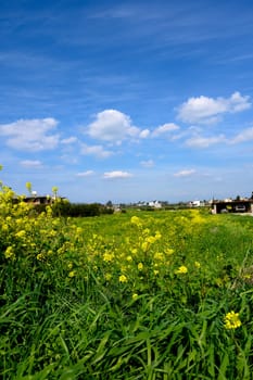 Golden blossoms spread across verdant grass, dancing gently in the warm breeze beneath a vibrant sky.