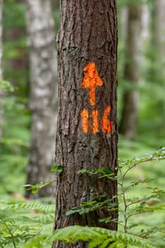Single pine tree trunk with a mark painted red against a blurred background